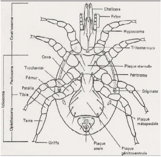 Figure 4 : Morphologie schématique d’un acarien (12) 