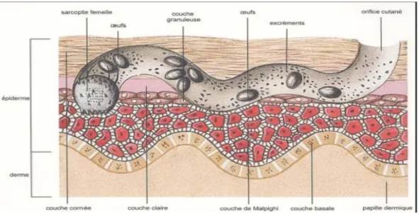 Figure 9 : Les différents stades du parasite (17) 