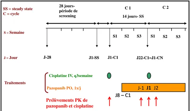 Figure 9. Schéma d’investigation pharmacocinétique du pazopanib et du cisplatine pour les patients  du palier « séquence inversée »