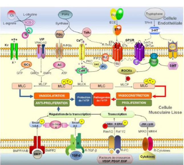 Figure 2 : Voies de signalisation impliquées dans la physiopathologie de l’HTP. (Duong-Quy et al., 2012)En haut : dans  la cellule musculaire lisse la vasodilatation est médiée par le NO, la prostacycline et le VIP via le GMPc et l’AMPc ; la  vasoconstrict