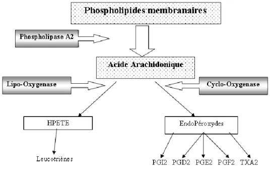 Figure 4 : Voie de synthèse des prostaglandines 