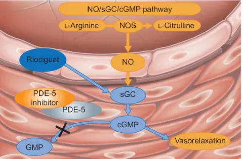 Figure 10 : Action du riociguat ciblant la voie de signalisation du NO dans le traitement de l’HTAP (Kim et  al., 2010) Abréviation : NO : monoxyde d’azote ; GCs : guanylate cyclase soluble ; cGMP : guanosine 