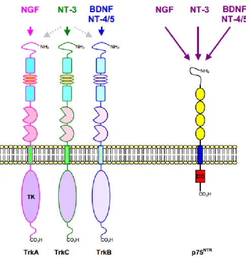 Figure 11 : Les récepteurs des neurotrophines (Thèse V. Freund-Michel, 2006) Il existe 2 types de  récepteurs pour les neurotrophines : 1) les récepteurs de la famille Trk ayant une activité tyrosine  kinase