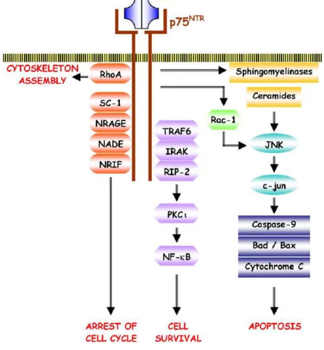 Figure 13 : Voies de signalisation du récepteur p75 NTR . (Freund-Michel, 2006) Le NGF induit l’activation du  récepteur p75 NTR  en induisant son homodimérisation et l’activation du facteur de transcription NF-κB grâce  au recrutement de protéines adaptat