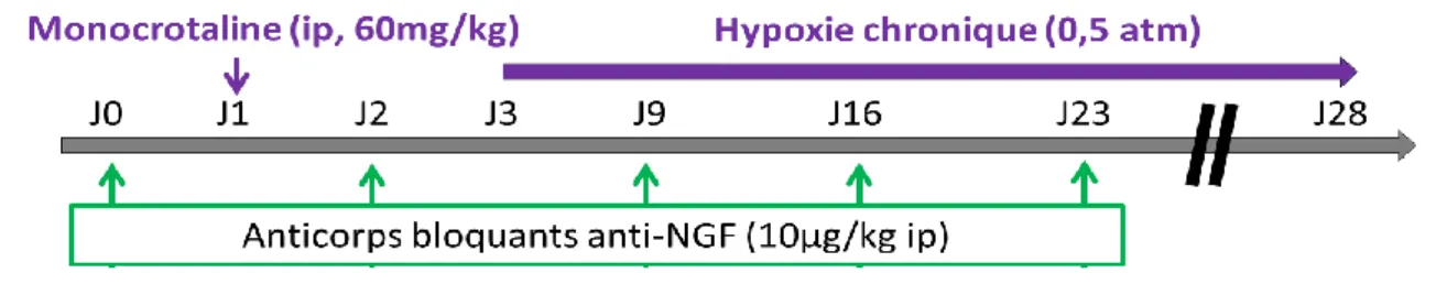 Figure 15 : Protocole mis en place lors du traitement préventif des rats par des anticorps bloquants  anti-NGF 