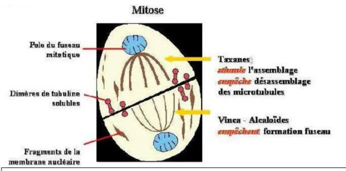 Figure 3. Mode d’action des agents du fuseau lors de la mitose (11) 