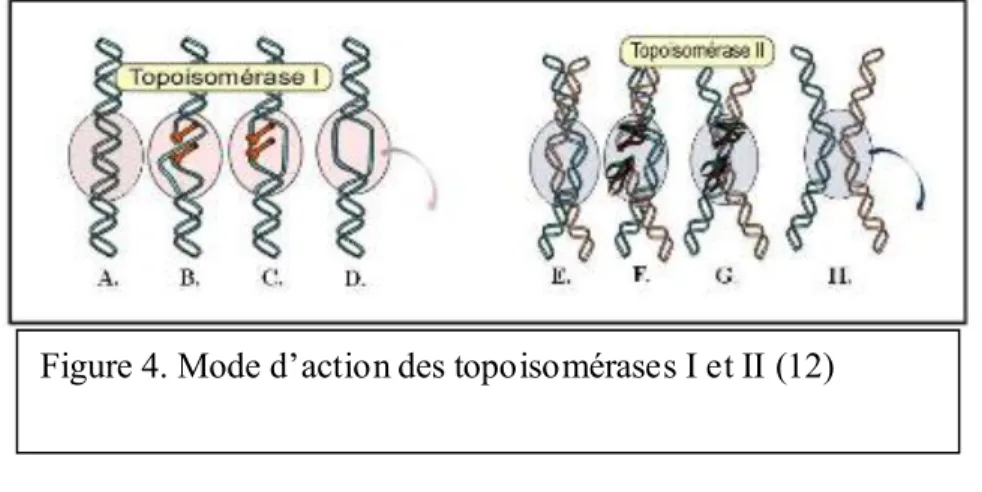 Figure 4. Mode d’action des topoisomérases I et II (12) 