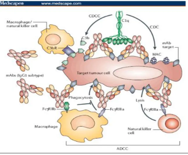 Figure 5. Mode d’action des anticorps monoclonaux via le complexe antigène-anticorps  (13) 