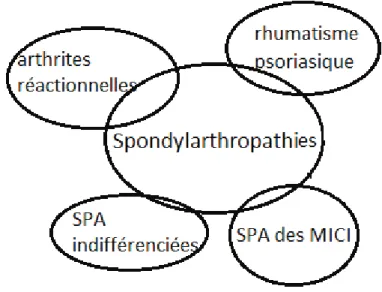 FIGURE n°1 : Le groupe des spondylarthropathies. 