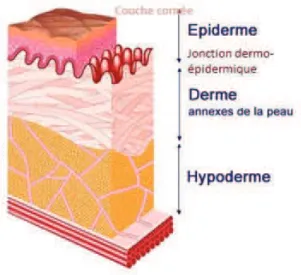 Figure 13 : Représentation schématique des différentes couches de la peau et de la  jonction dermo-épidermique
