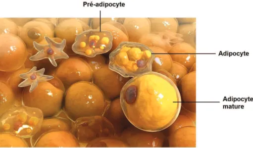 Figure 16 : Représentation du tissu adipeux et de la maturation d'un adipocyte