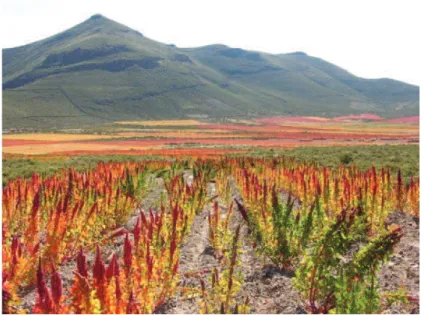 Figure 1: Cultures de quinoa sur les plaines de la Cordillères   des Andes, produit phare du commerce équitable (IRD) 