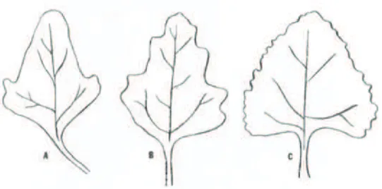 Figure 5: Variation du nombre de dents dans les feuilles de quinoa (Gandarillas, 1979) 