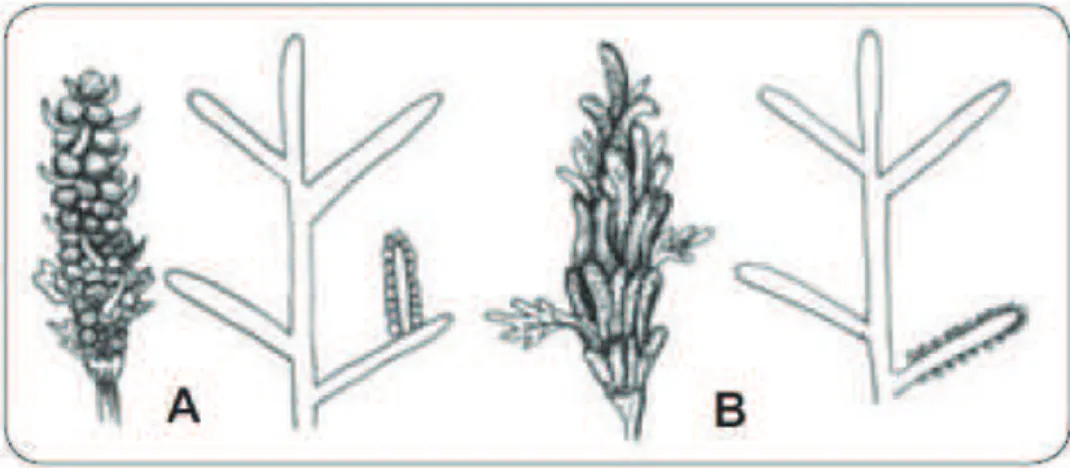 Figure 7: Les formes d’inflorescences du quinoa 