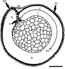 Figure 10: Chenopodium quinoa – structure interne de la graine  (section médiane longitudinale) (Prego et al., 1998) 