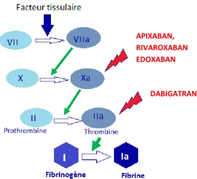 Figure 1 : voie extrinsèque de la coagulation et cibles pharmacologiques des AOD. 