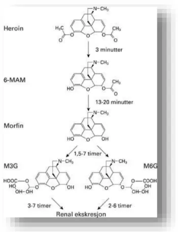 Figure 22 : métabolisme de l’héroïne (Référence K) 