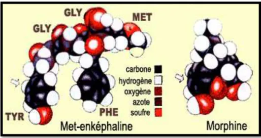 Figure 23 : analogie entre Met-enképhaline et morphine (Référence L) 