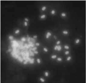 Figure 10 - Spores de microsporidies à l'Uvitex 2B grossissement 100 [6] 