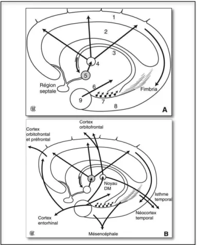 Figure 3 Anatomie (Deschamps et Moulignier, 2005) 