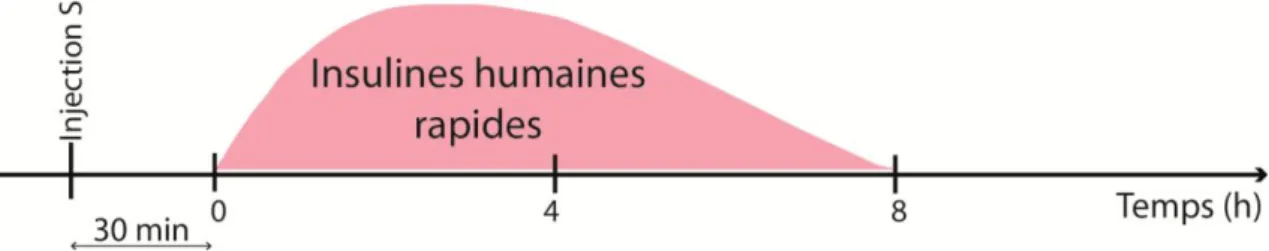 Figure 6 : Schématisation de l’action des insulines humaines rapides 