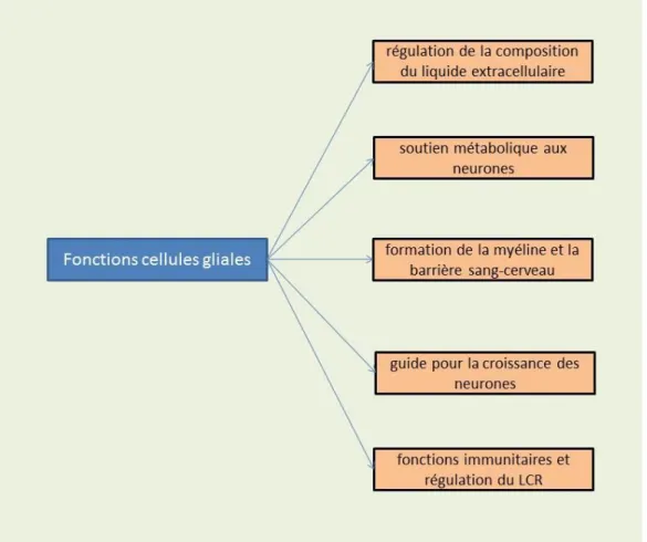 Figure 5 : Fonctions générales des cellules gliales (48) 
