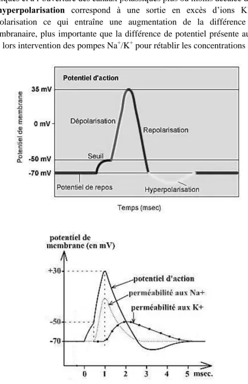 Figure 6 : Modifications du potentiel de membrane au cours d’un potentiel d’action (48) 