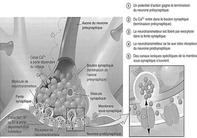 Figure 7 : Structure et fonction de la synapse (48) 