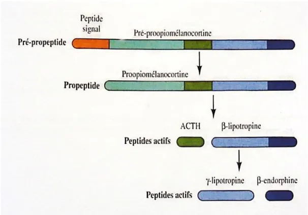 Figure 11 : Synthèse schématique β-endorphine (62) 