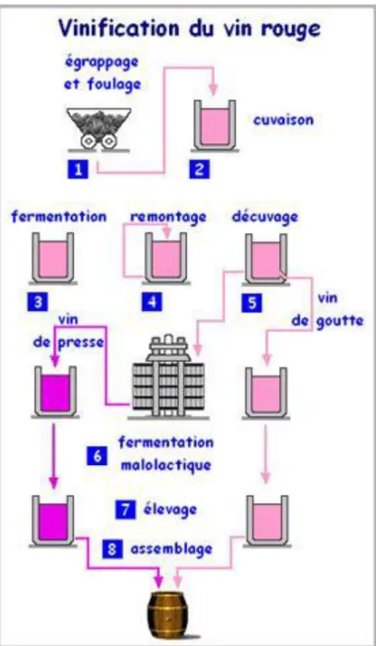 Figure 2: Les étapes principales de la vinification traditionnelle en rouge.