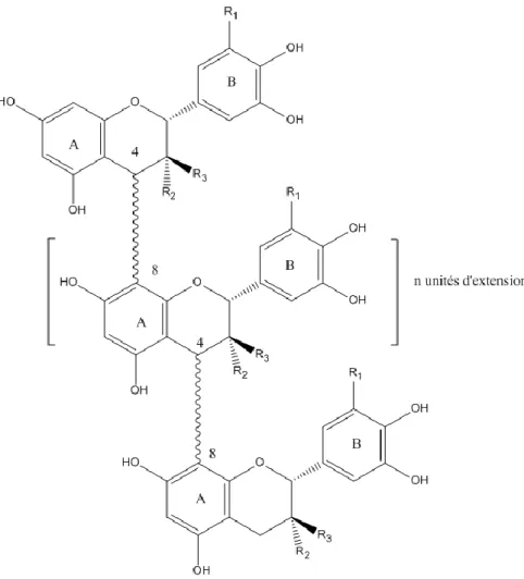 Figure 14: Structure des polymères de flavanols du raisin et du vin. 