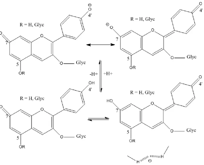Figure 29: Bases quinonoïdes issues de la déprotonation d'un ion flavylium (anthocyane)