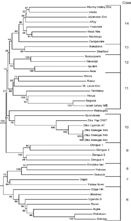 Figure n°5 : Classification phylogénétique des flavivirus[9] 