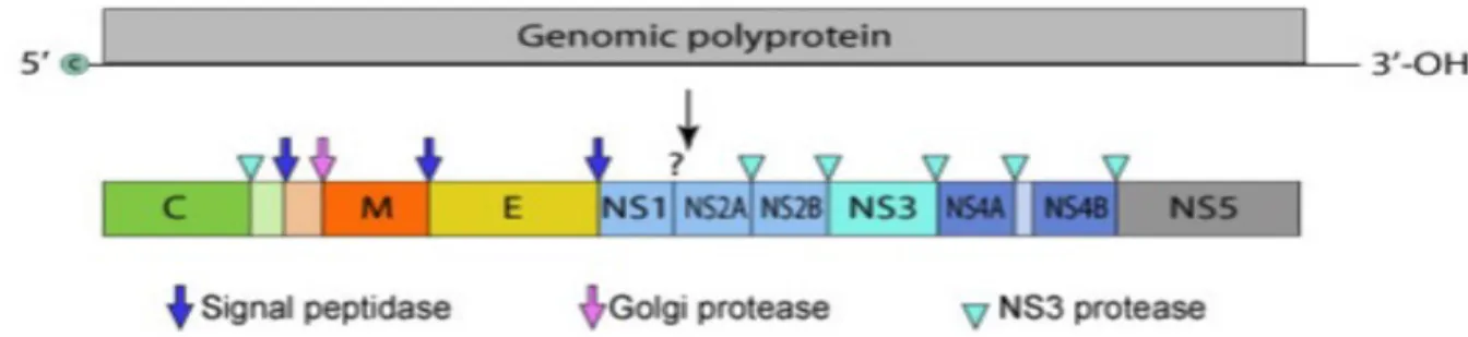 Figure n°7 : Organisation schématique du génome du virus du Zika (source : Viral  zone) [13] 