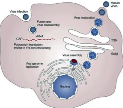 Figure 8 : Schéma de l’entrée du virus dans une cellule (source : nature review- review-Microbiology) [13] 