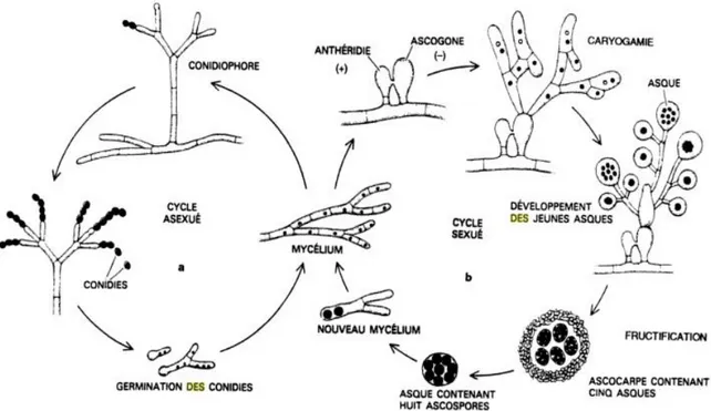 Figure 11 : Schéma récapitulatif des deux modes de reproduction chez les Ascomycètes (34)  Chez la majeure partie des mycètes, les formes anamorphes et téléomorphes coexistent