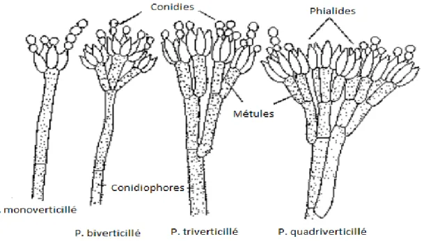 Figure 13 : Schéma des différentes dispositions de verticilles chez Penicillium sp (39) 