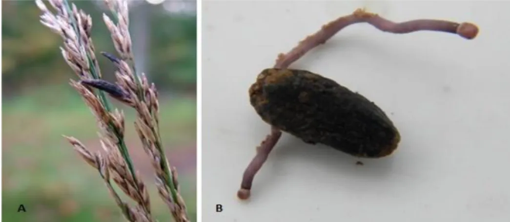 Figure 21 : A: Sclérote de Claviceps microcephala, B : Stroma de Claviceps sp (6)  b.  Habitat 