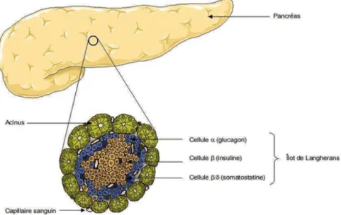 Figure 6 : Pancréas et îlots de Langerhans