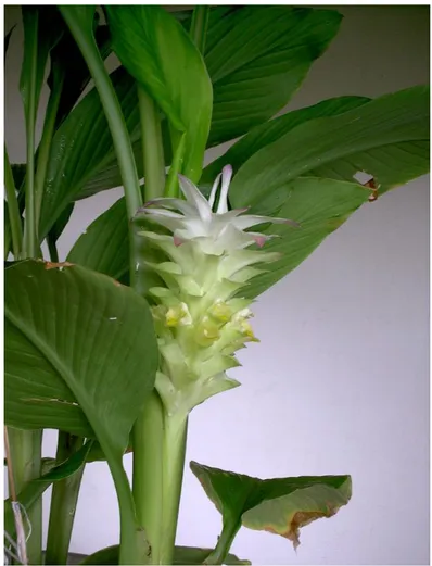 Figure 5 : Partie haute de Curcuma longa avec fleur 