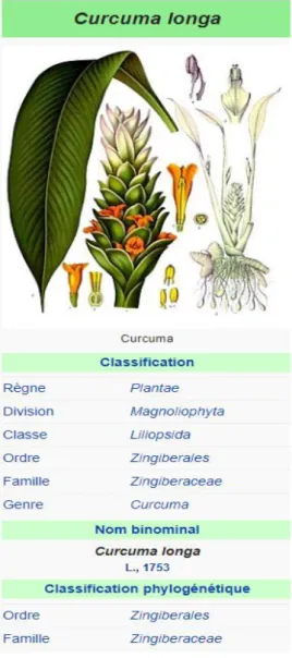 Figure 6 : Classification du Curcuma longa 