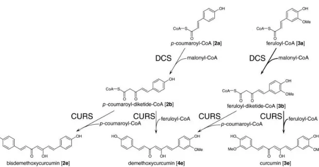 Figure 14 : Etapes finales de la biosynthèse des curcuminoïdes 