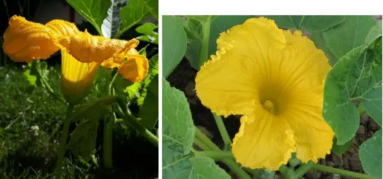 Figure 8 : Cucurbita pepo - Fleurs mâles (photos de l’auteur, 2018) 