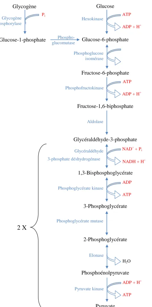 Figure 4 : Schéma simplifié de la glycolyse musculaire. D’après Berg et coll. (2007). 