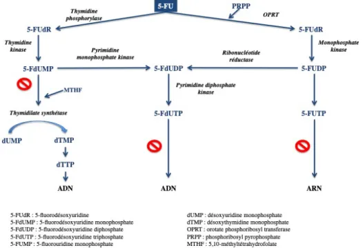 Figure 4 : Anabolisme du 5-FU 