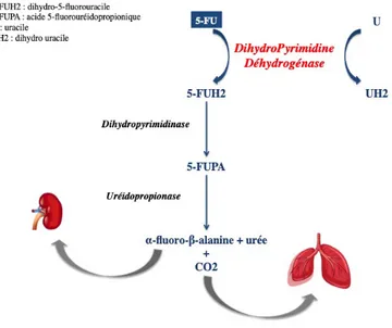 Figure 7 : Action de la DPD sur le 5-FU 