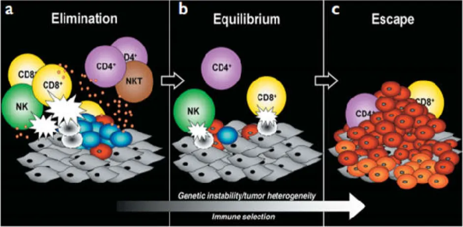 Figure 2 : Phénomène d’immuno-editing [9] 