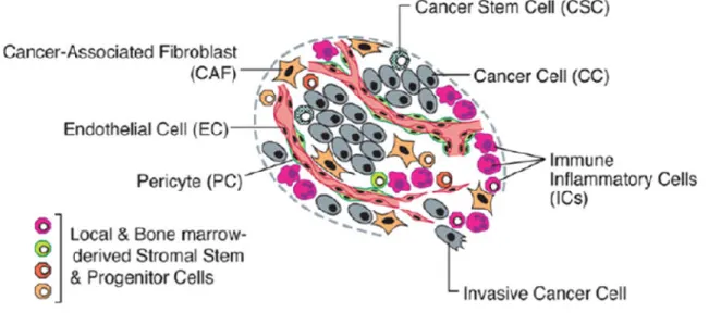 Figure 12 : Microenvironnement tumoral contenant des cellules tumorales, des cellules  souches tumorales, des cellules endothéliales, des péricytes, des fibroblastes et des cellules 