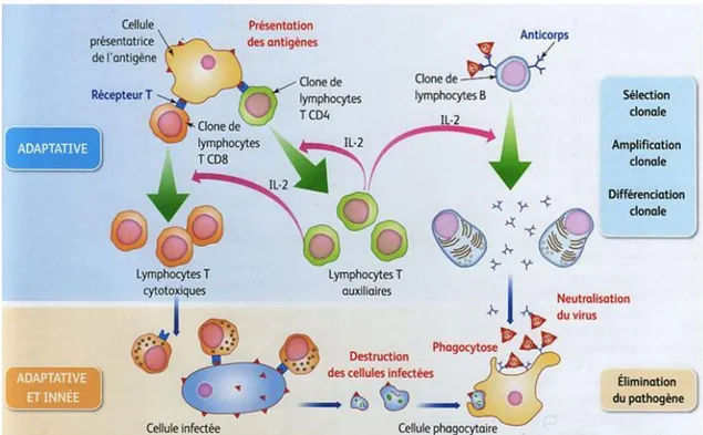 Figure 2 : Immunité adaptative 