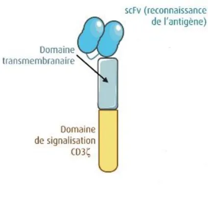 Figure 4 : Construction d’un CAR (6) 